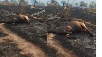 Vacas queimadas após incêndio em pasto