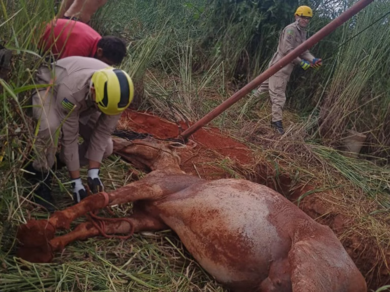 Égua morre após ser resgatada em buraco no São Francisco