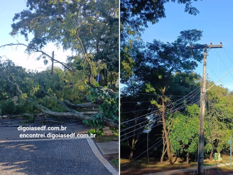 Árvores caídas e rede elétricas danificadas após chuvas fora de época em Goiás e DF.