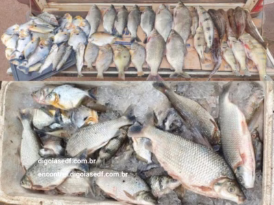 Peixes-apreendidos-na-operação-contra-pesca-predatoria-barragem-do-paranã