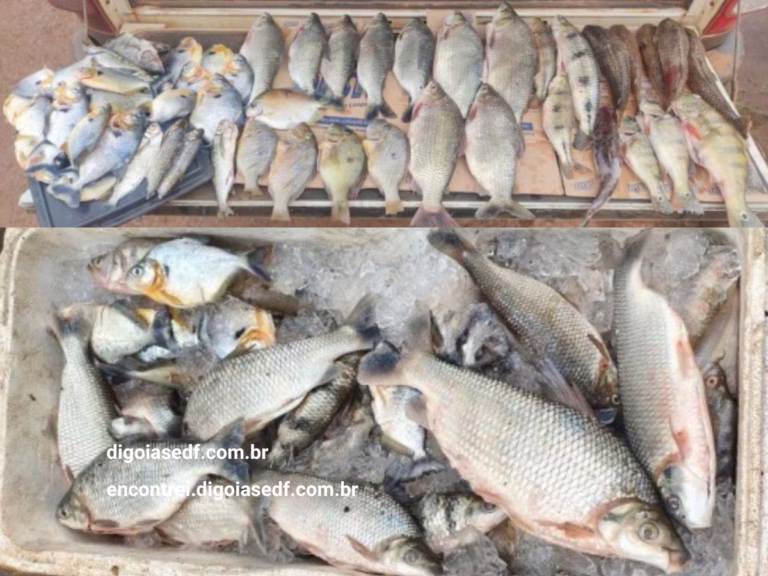 Peixes-apreendidos-na-operação-contra-pesca-predatoria-barragem-do-paranã