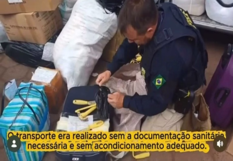Agente da Polícia Rodoviária Federal (PRF) realiza inspeção em bagagens durante fiscalização em ônibus interestadual. No local, há malas, sacos e caixas, enquanto o policial verifica uma mala apreendida. A imagem destaca a operação que identificou o transporte irregular de restos mortais sem a documentação sanitária exigida e sem acondicionamento adequado.