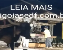 Bois puxando o engenho para moer a cana, que serve pra fazer, melado, garapa, rapadura e pinga.
