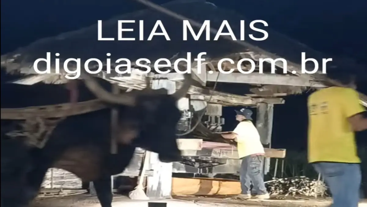 Bois puxando o engenho para moer a cana, que serve pra fazer, melado, garapa, rapadura e pinga.