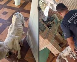 Maus-tratos a 9 animais em Alto Paraíso de Goiás