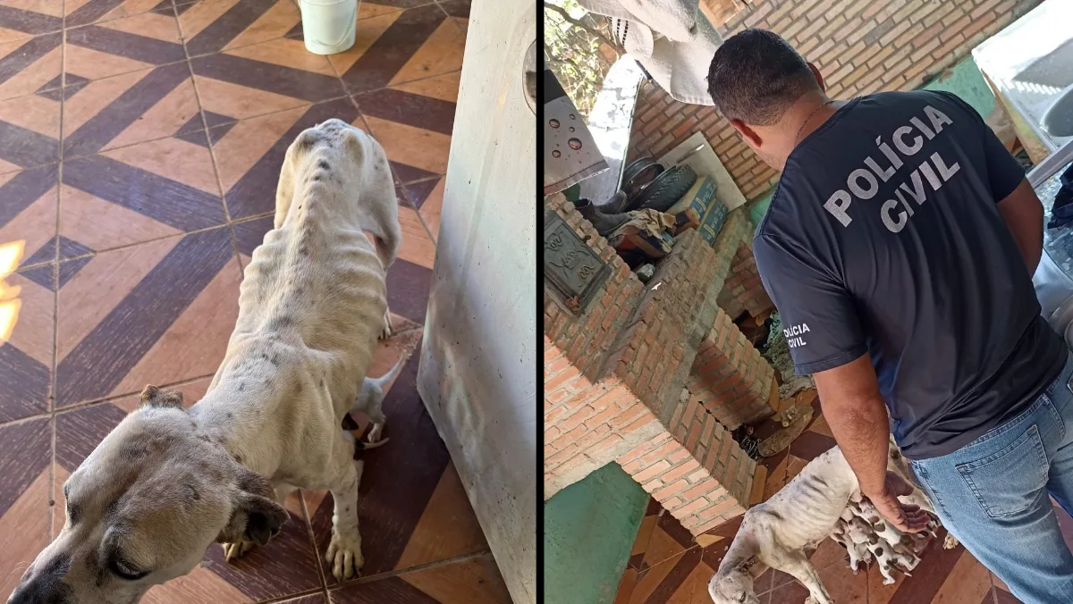 Maus-tratos a 9 animais em Alto Paraíso de Goiás