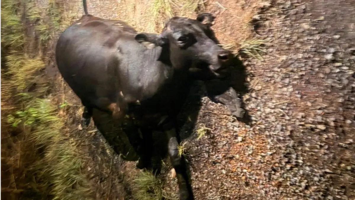 Acidente na GO-458, essa imagem do boi morto após acidente. 
