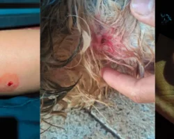 ataques por cães sem controle aterroriza moradores