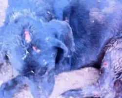 Cachorro ferido por facão na zona rural de Formosa, PA BARRA 1