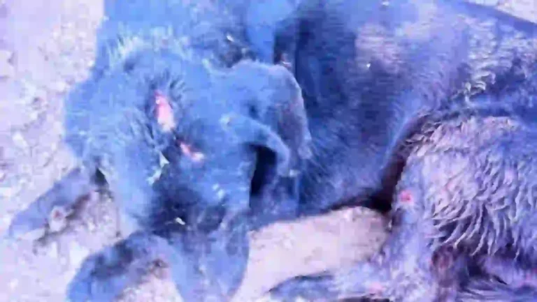 Cachorro ferido por facão na zona rural de Formosa, PA BARRA 1