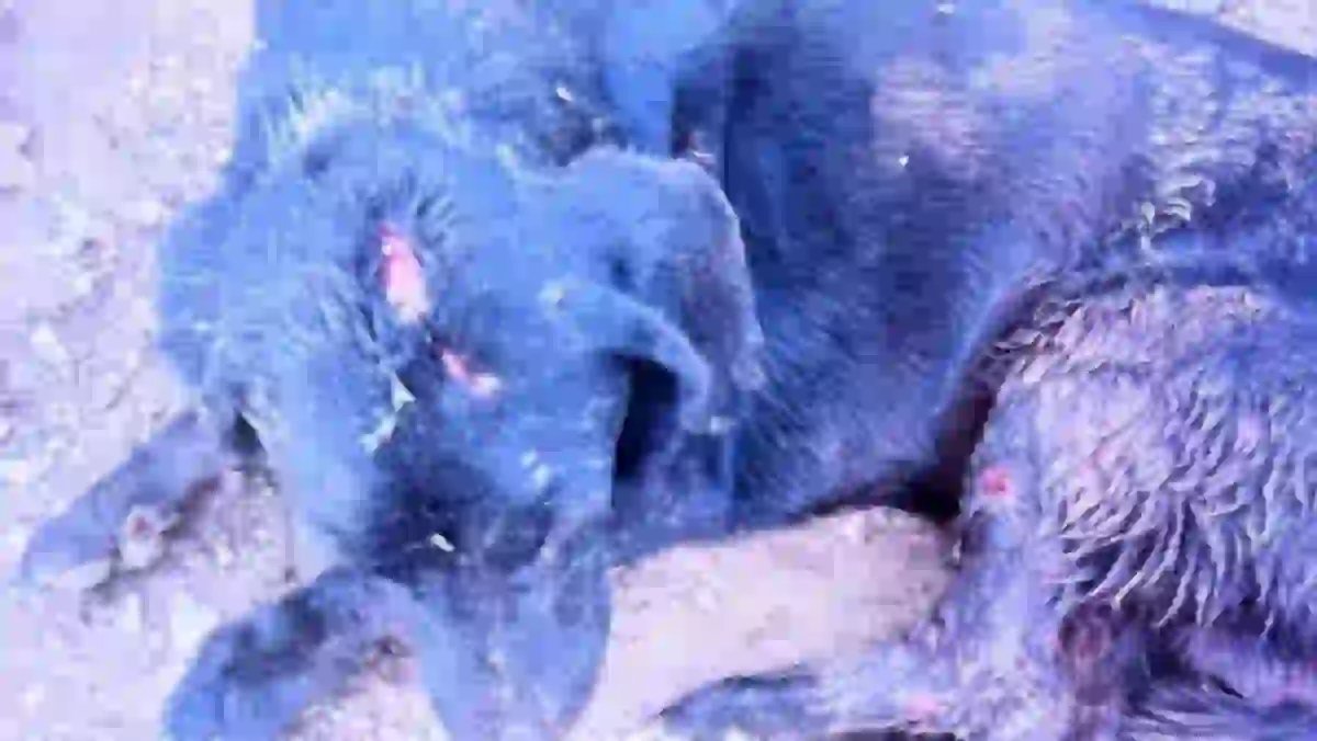 Cachorro ferido por facão na zona rural de Formosa, PA BARRA 1