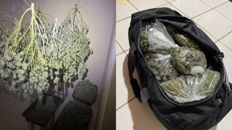 Polícia Civil apreende grande quantidade de maconha durante operação em Alto Paraíso de Goiás