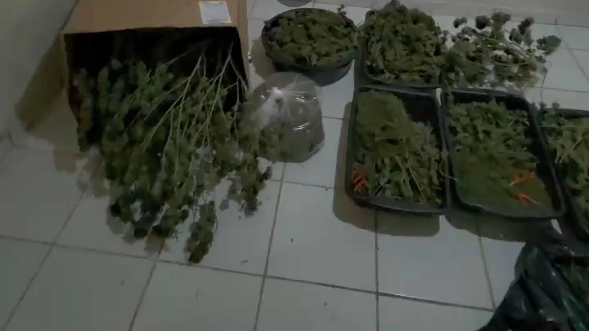Drogas apreendidas em Alto Paraíso Goiás