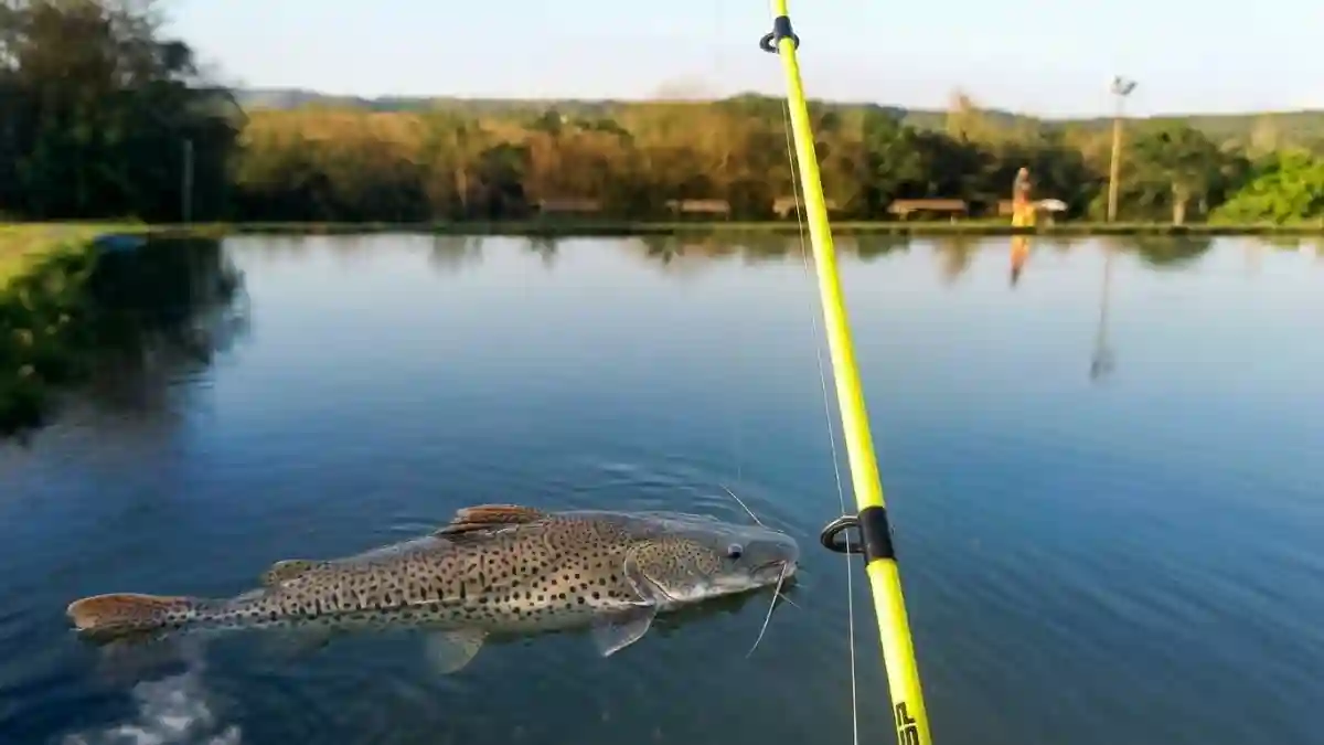 Pesqueiro Tio Chico para pesca de surubim perto de Formosa na BR-020.