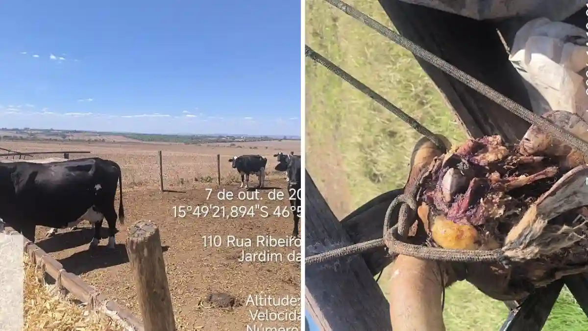 Polícia Militar Ambiental identificou indícios de abate de bovinos sem licença em propriedade rural de Cabeceiras.