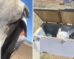 Abatedouro clandestino em Cabeceiras identificado pela Polícia Militar Ambiental.