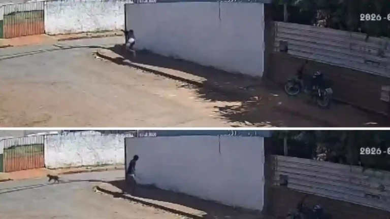 Maus-tratos a animais em Formosa: investigação sobre cachorro morto no Parque Vila Verde.