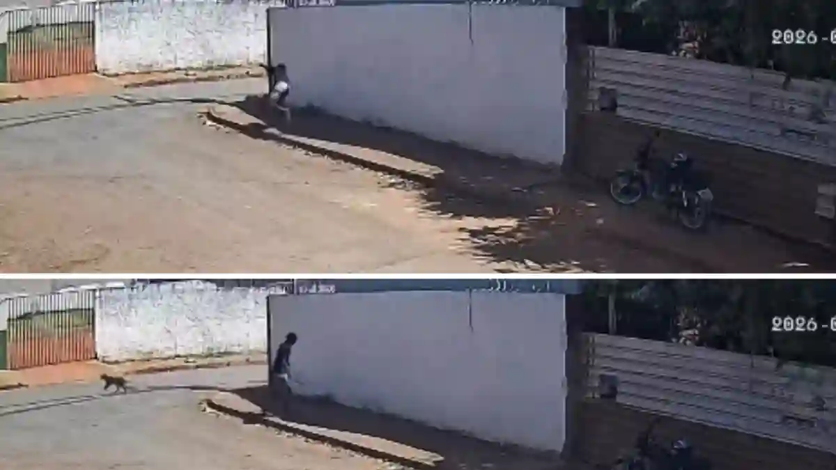 Maus-tratos a animais em Formosa: investigação sobre cachorro morto no Parque Vila Verde.