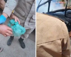 Ocorrências dos bombeiros em Formosa incluem picada de jararaca e incêndio em madeireira.