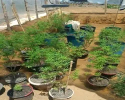 Plantação de maconha em Alto Paraíso encontrada pela Polícia Militar em propriedade rural.