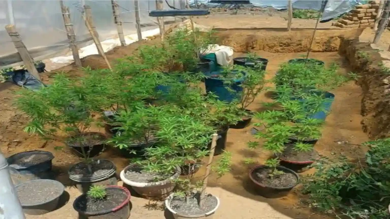 Plantação de maconha em Alto Paraíso encontrada pela Polícia Militar em propriedade rural.