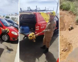 Resgate de tamanduá-bandeira em Formosa realizado pelo Corpo de Bombeiros.
