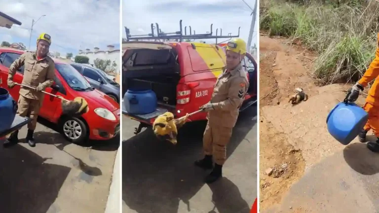 Resgate de tamanduá-bandeira em Formosa realizado pelo Corpo de Bombeiros.